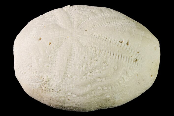 Fossil Sea Urchin (Eupatagus) - Florida #161282